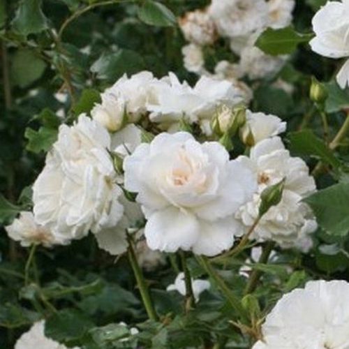 Gärtnerei - Rosa Petticoat® - weiß - floribundarosen - diskret duftend - Tim Hermann Kordes - -
